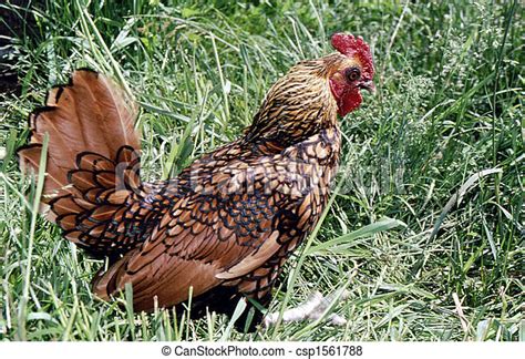 Golden Sebright Rooster H 1008 The Sebright Is An Ornamental Chicken
