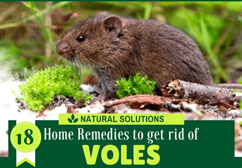 How To Get Rid Of Voles How To Do Thing