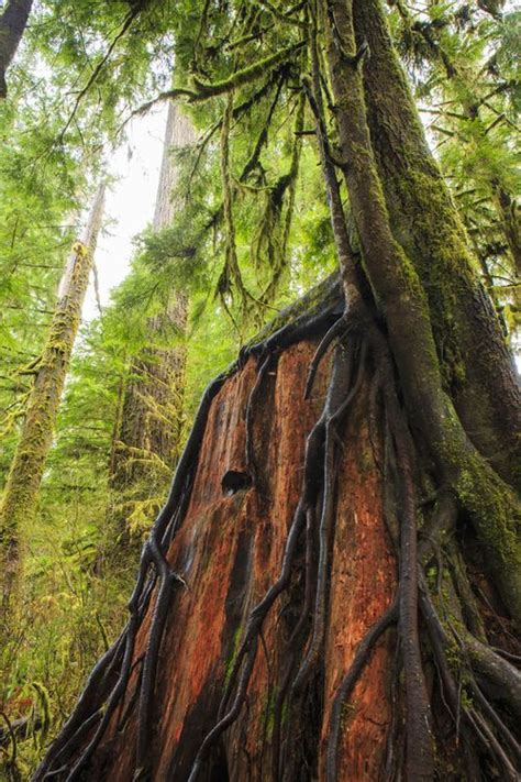 Tree Roots Quinault Washington Photo Via Christina Beautiful World