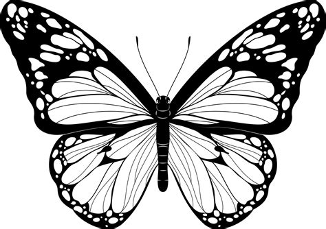 Beautiful Butterfly Black And White Butterfly Vector Illustration