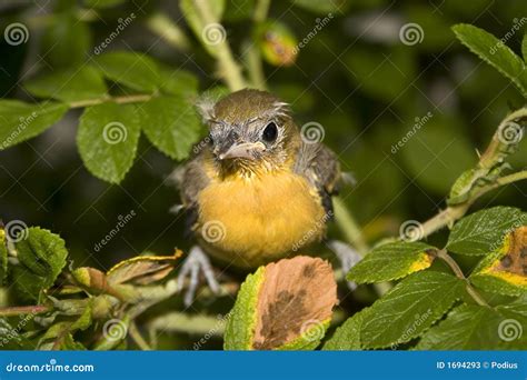 Baby Oriole Stock Image Image Of Hatch Spring Animal 1694293