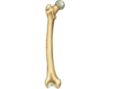 Humerus bone labeled vector illustration diagram. Long Bone Labeled : 19.2 Bone - Concepts of Biology - 1st ...