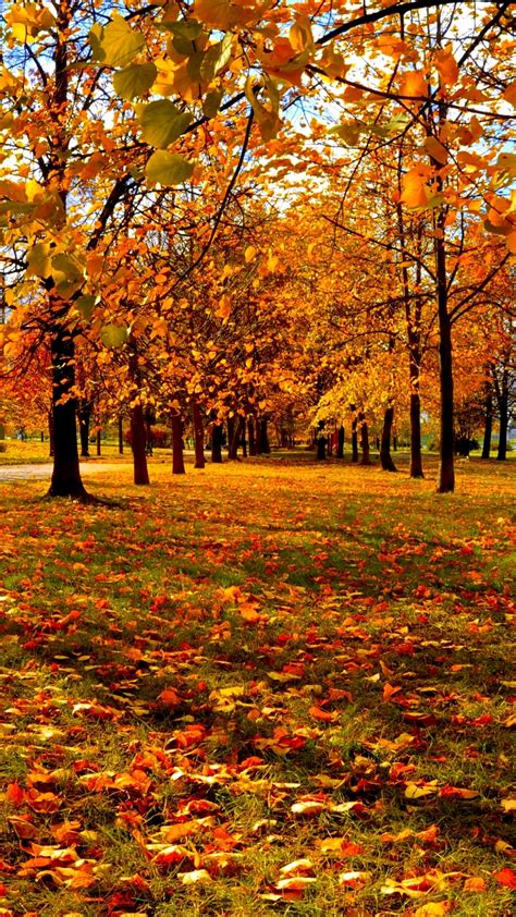 Fall Hd Wallpaper Hupages Download Iphone Wallpapers