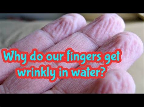 Why Do Our Fingers Get Wrinkly In Water YouTube