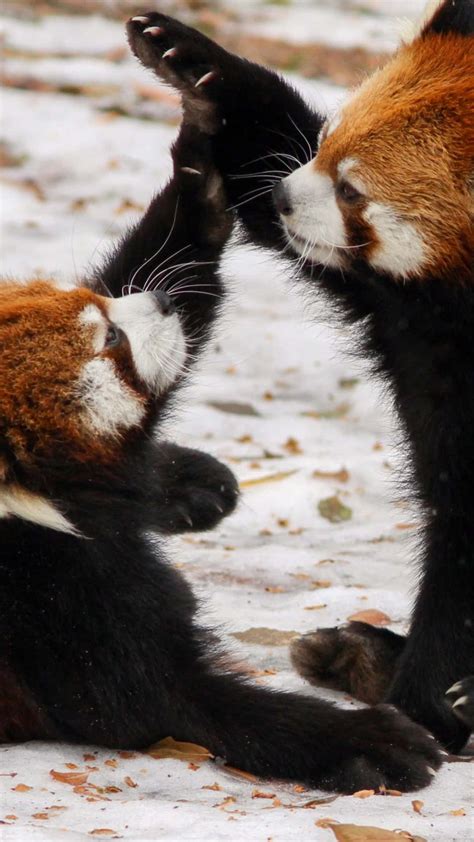 Download Two Red Pandas Playing In The Snow Wallpaper