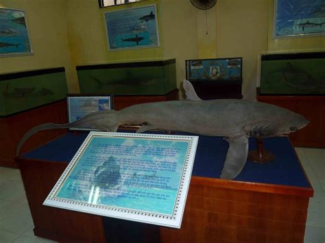 Thresher Shark In The Preserved Sharks Sideroom May 2013 Zoochat