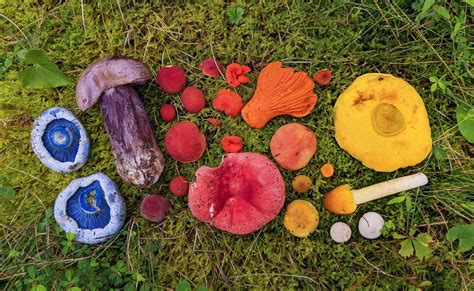 Mushroom Rainbow Rainboweverything