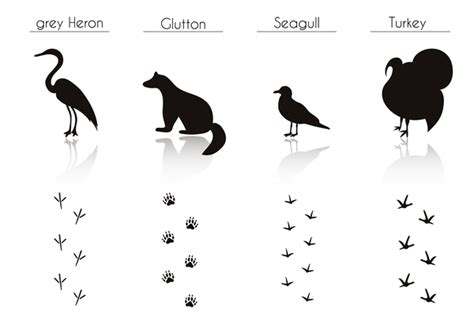 Animals With Footprint Silhouette Vector Material 09 Free Download