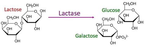 Glucose Galactose Lactose Diabetestalknet