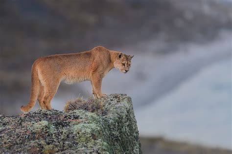 1920x1080 Cougar Laptop Full Hd 1080p Hd 4k Wallpapers Images