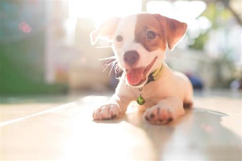 17 Smiling Puppies That Will Have You Starting The Day Right Dog Blog