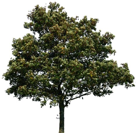 Oak Tree Png Image Background Png Arts