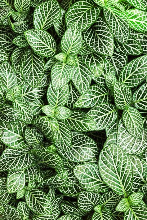 Fittonia Plant Care House Plants And Flowers