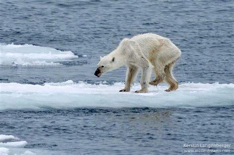 Starving Polar Bear In Norway Signals Food Scarcity In The Artic