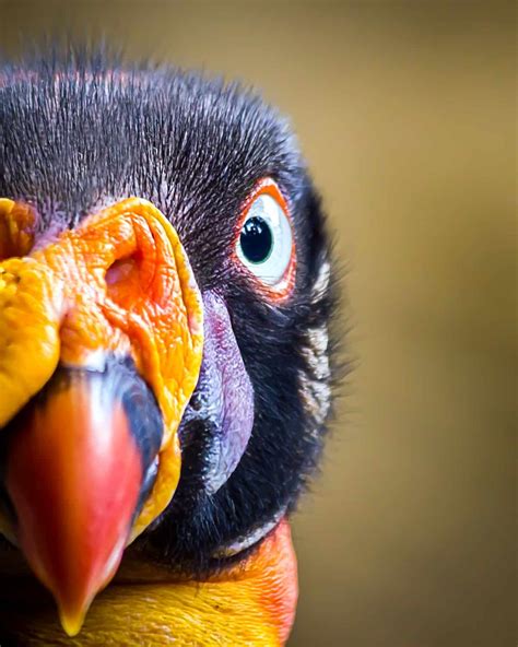 39 Colorful King Vulture Facts Sarcoramphus Papa •