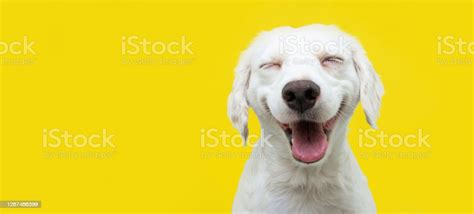 Happy Puppy Dog Smiling On Isolated Yellow Background Stock Photo