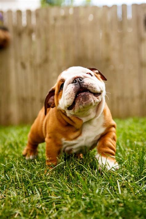 If there were ever a photogenic breed it's the bulldog especially when they're in puppy form. 10 English Bulldogs That Will Melt Your Heart! - I Heart Pets