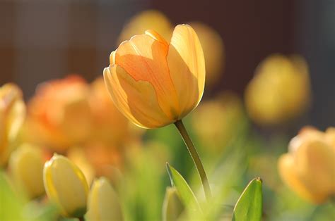 Free Images Blossom Sunlight Flower Petal Summer Floral Tulip