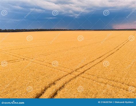 Aerial View Of The Wheat Fields Wheat Fields From A Height Stock Photo