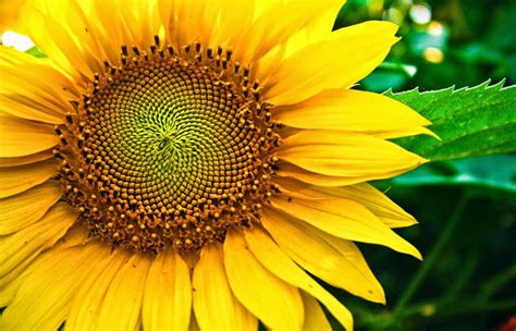 Gambar Membuat Bunga Matahari Coreldraw 12 Diwarnai Gambar Mudah
