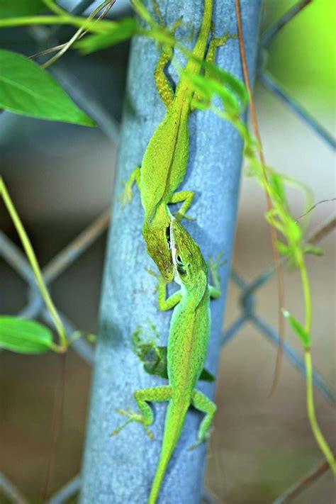 Sas Common Critters Nothing Common About The Green Anole San