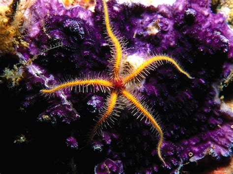 Wallpaper Sea Purple Underwater Starfish Coral Reef Flower