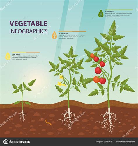 Tomato plant growth stages infographic elements in flat design. Tomato infographic for growing stages. — Stock Vector ...