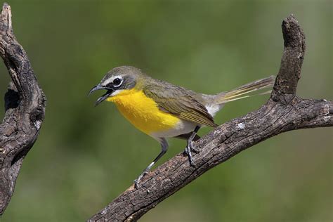 Yellow Breasted Chat Icteria Virens Photograph By Larry Ditto Fine