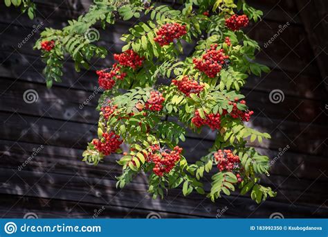 Rowan Branches With Ripe Fruits Close Up Red Rowan Berries On The