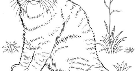 Norwegian Forest Cat Coloring Page Animal