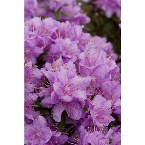 Monrovia Purple Purple Gem Rhododendron Flowering Shrub In Pot In The