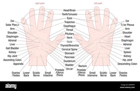 Hand Reflexzonen Massage Zone Karte Mit Bereichen Und Die Namen Der