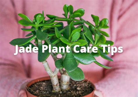 Where To Put Jade Plant In The House How To Grow Jade Plant