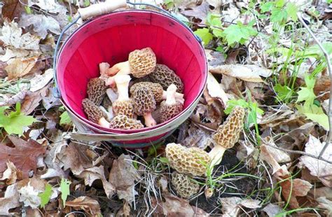10 Places To Look For Morel Mushrooms This Year Stuffed Mushrooms