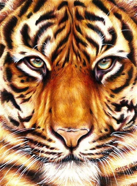 Tiger Amazing Animal Drawings From Great Pencils Animal Drawings