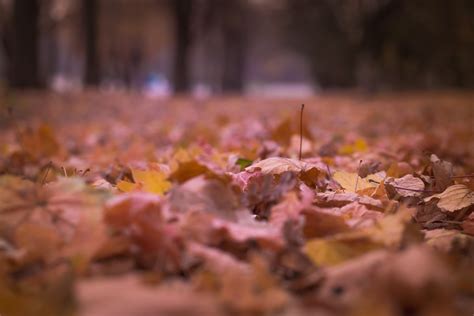 Free Photo Withered Leaves On Floor Focus Photography Autumn Blur