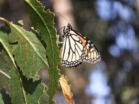 Monarch Butterfly Grove Pismo Beach 2018 All You Need To Know