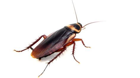 Why Do Filthy Insects Spend So Much Time Grooming Mental Floss