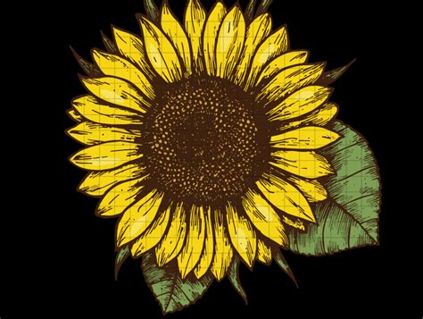Vector Silhouette Transparent Background Sunflower Cricut Sunflower Svg