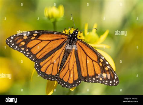 Close Up Of Monarch Butterfly Danaus Plexippus Wings Spread Sits On