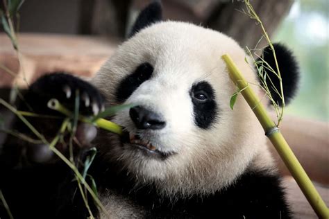 Urso Panda Características Comportamento Reprodução E Curiosidades