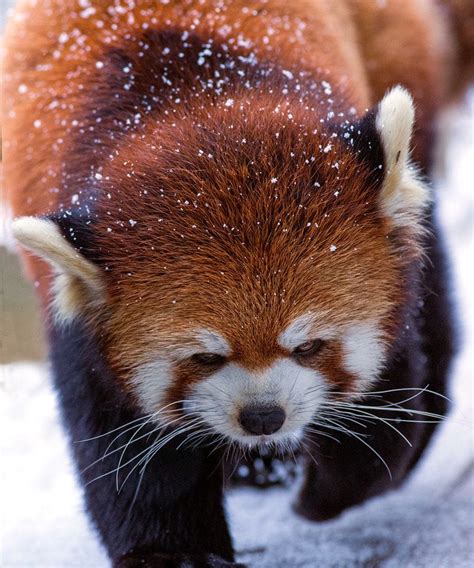 Red Panda By Jon Albert Photo 221987403 500px Red Panda Panda
