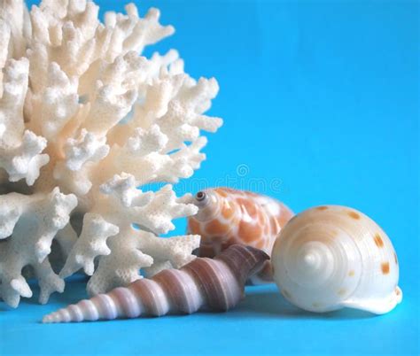 Coral And Shells Stock Image Image Of Nature Natural 33053413