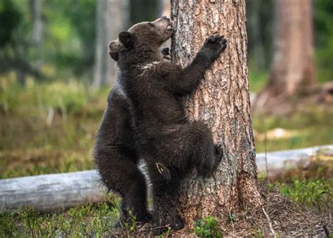 Can Bears Climb Trees Animal Pickings