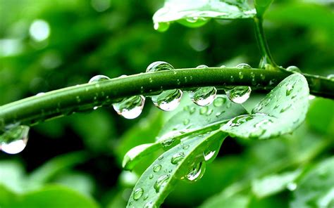 Wallpaper Leaves Water Nature Grass Branch Green Dew Tree