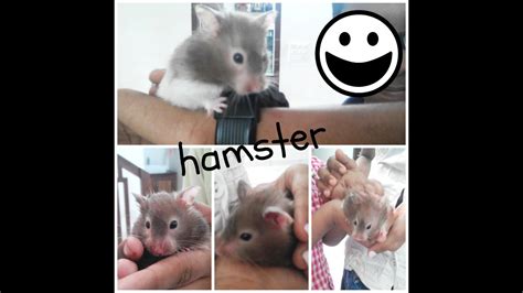 Kids Playing With Hamster In Kerala India Youtube