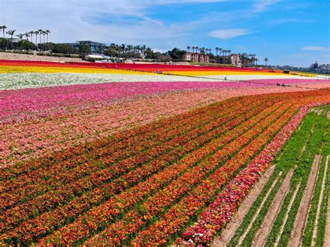The California Flower Fields That Are Too Pretty To Miss