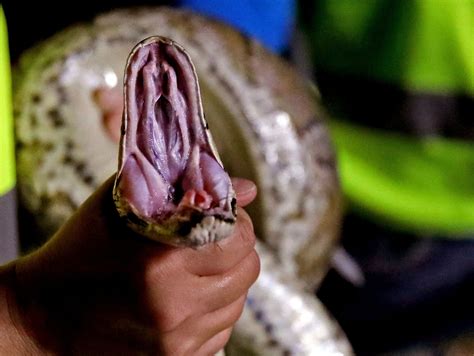 Two Women Are Top Burmese Python Hunters In The Everglades Los