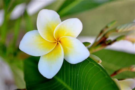 Masculinity crisis of the modern male. hawaiian flowers - Google Search | Hawaiian flowers ...