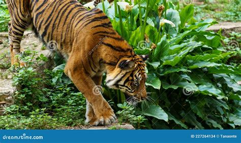 A Sumatran Tiger Or Panthera Tigris Sondaica Hunting Stock Photo